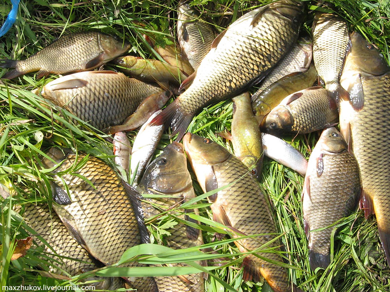Ловля линя: рыбалка на поплавочную удочку, на что клюет, где ловить, как приготовить прикормку, как поймать золотистую рыбу осенью, что такое бойлы кровля