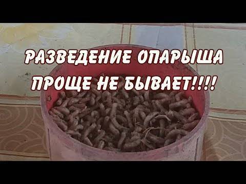 Опарыши для рыбалки: разведение, как бизнес