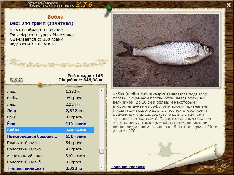 Рыба плотва: образ жизни и лучшие способы ловли