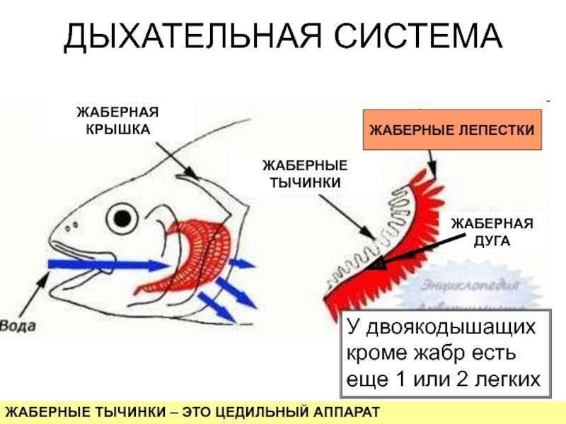 Дыхательная система рыб