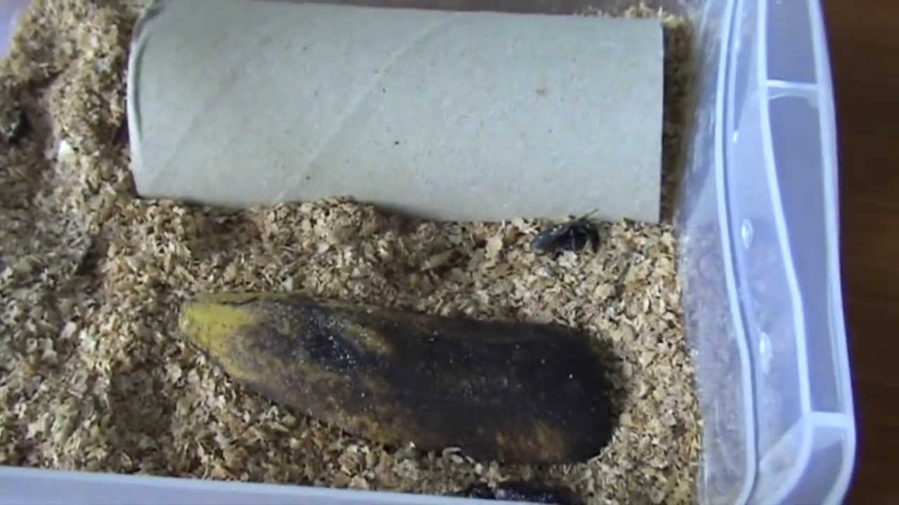 Как разводить червей в домашних условиях для рыбалки - навозные, дождевые, мучные