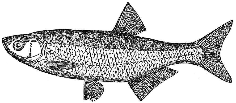 Рыба вьюн: характеристики, обитание, ловля и разведение