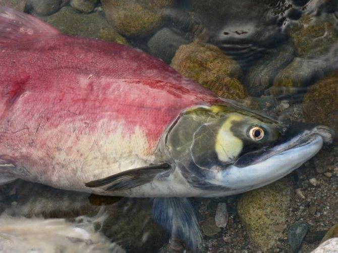 Семга – красная рыба из рода лососей