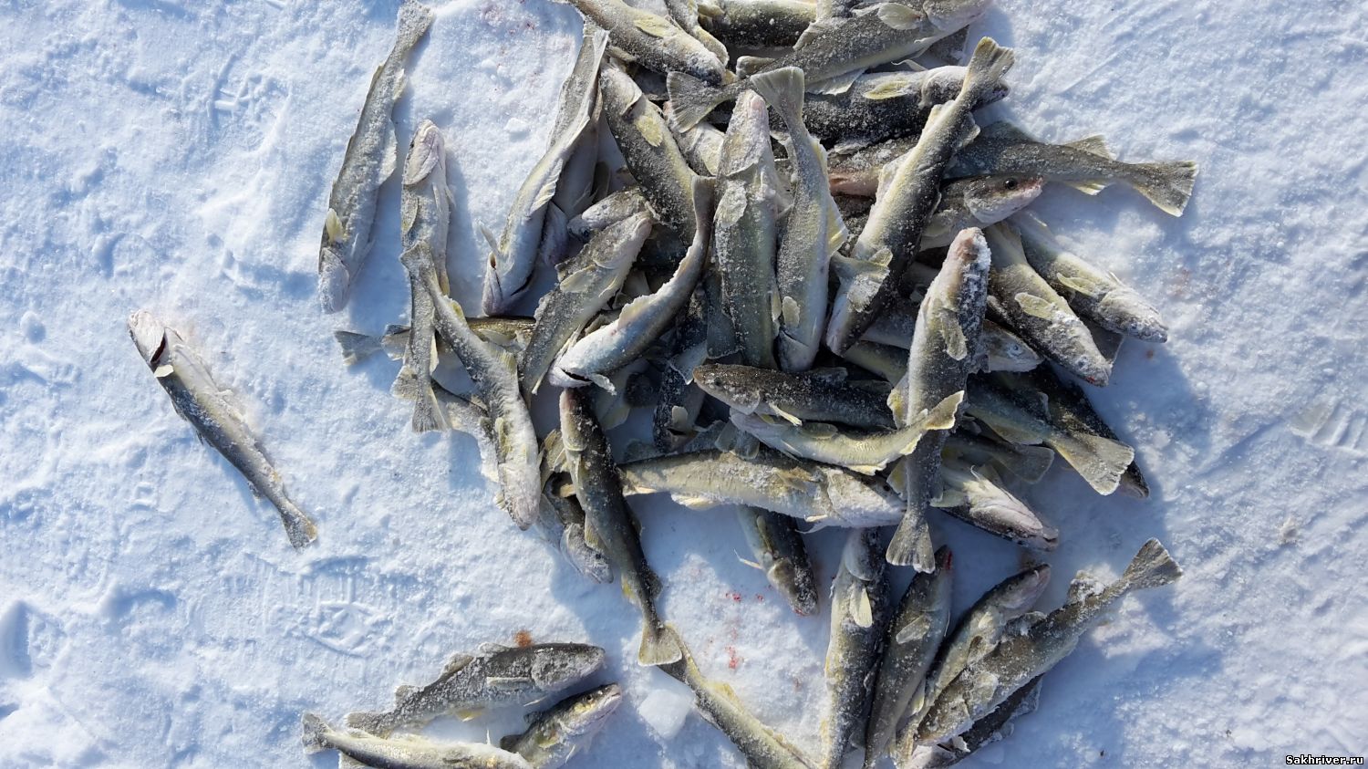 На рыбалку на белое море: что ловить, рыбные места