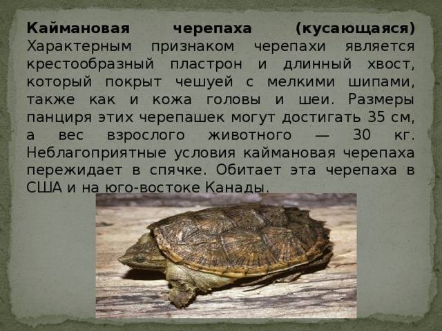Каймановая черепаха: фото,уход,описание,содержание,питание