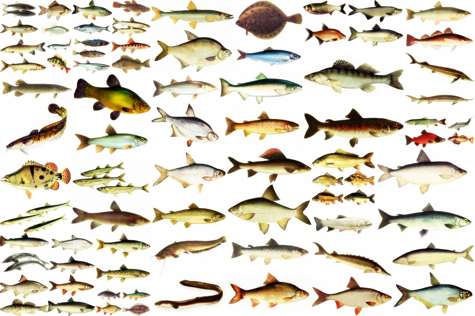 Виды речной рыбы: описание хищных и мирных пресноводных рыб
