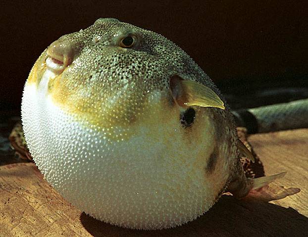 Рыба еж – колючий смертельно опасный шар