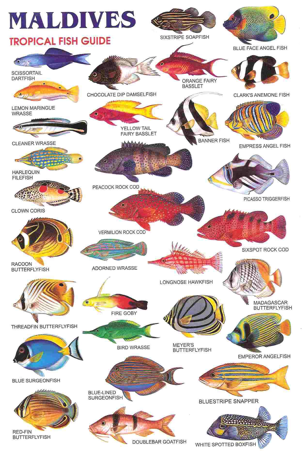 виды рыб красного моря