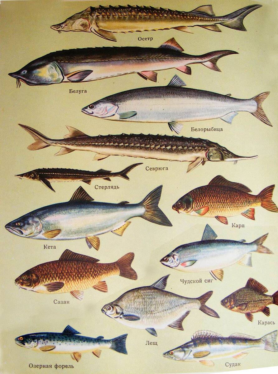 К какой породе рыб относится. Сиг, Ерш, окунь, рипус. Семейства карпообразных. Рыба съедобная. Рыбы средней полосы России.