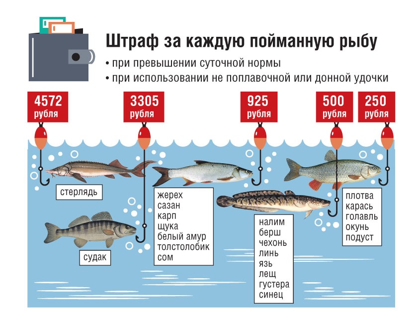Размер рыбы разрешенной к вылову в 2021 году и штрафы