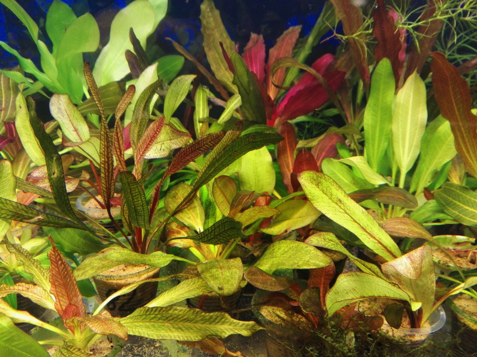 Криптокорина: фото, описание, содержание растения в аквариуме