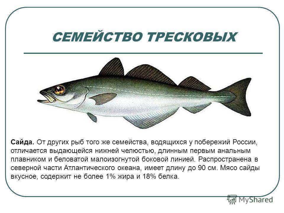 Семейство минтаевых рыб названия и фото