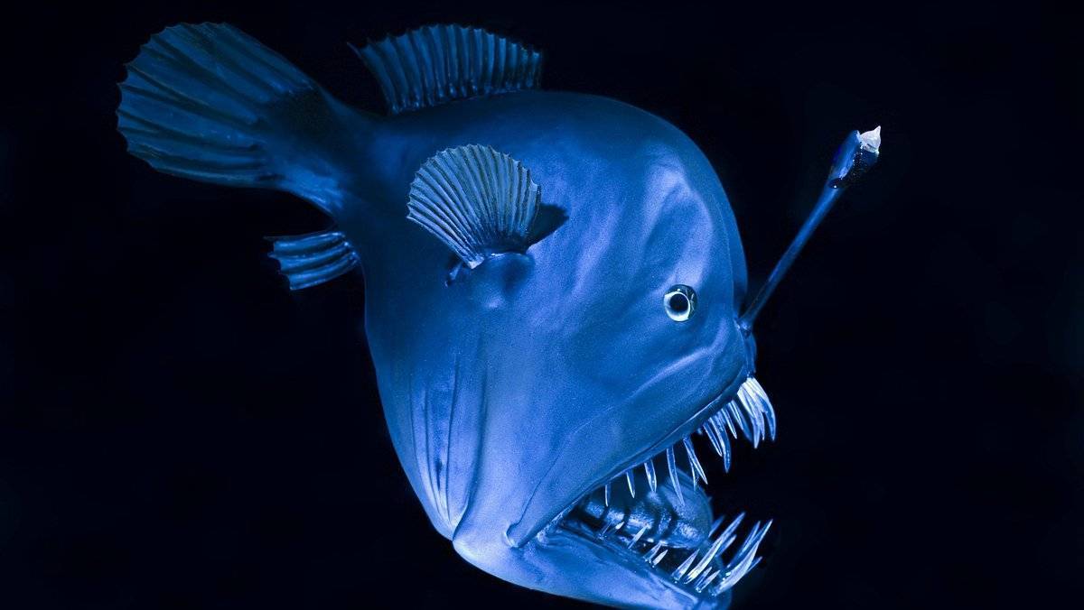 10 самых жутких глубоководных тварей (22 фото) — нло мир интернет — журнал об нло