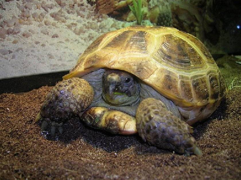 Зеленая черепаха – фото, описание, ареал, питание, враги, размножение