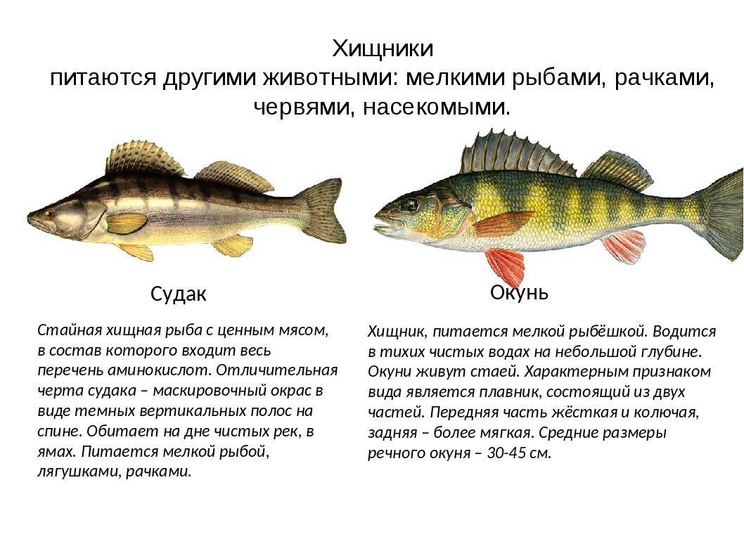 Судак рыба. образ жизни и среда обитания судака | животный мир