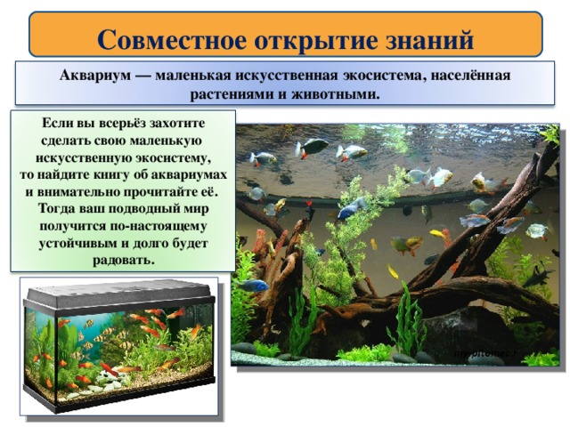 Исследование аквариумных рыбок какая наука. Аквариум искусственная экосистема. Искусственное сообщество аквариум. Моделирование: экосистема аквариума. Структура аквариума.
