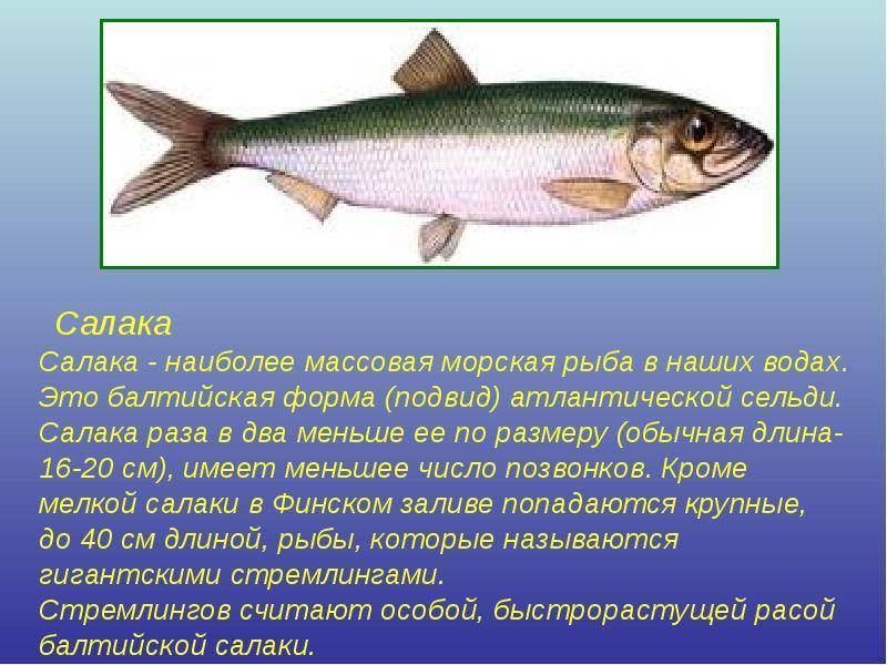 Залом, олюторская или салака. путеводитель по видам селедки - кухни всего мира - медиаплатформа миртесен