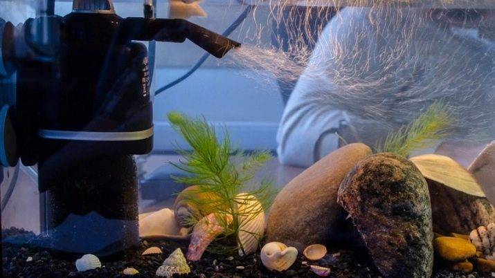 Чистим аквариум с рыбками правильно