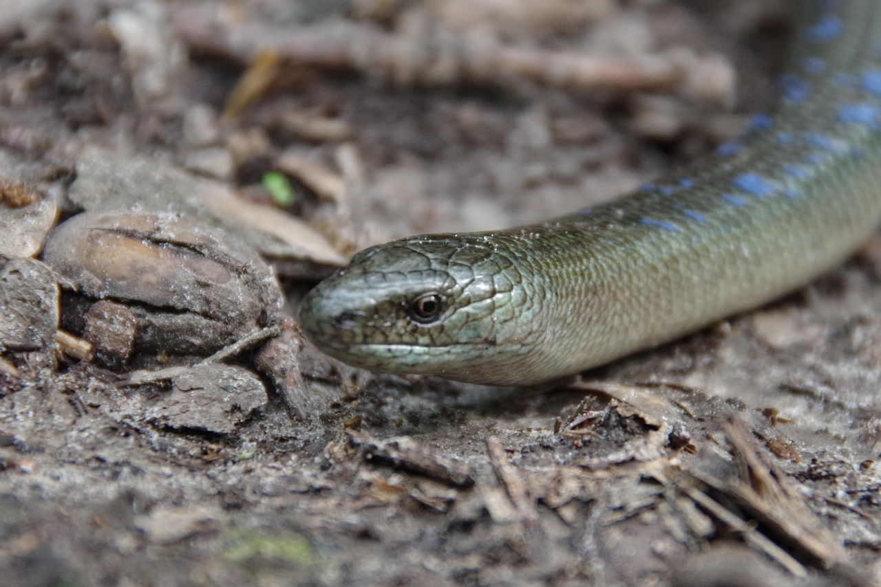 Желтопузик: особенности строения безногой ящерицы, среда обитания, отличия от змеи