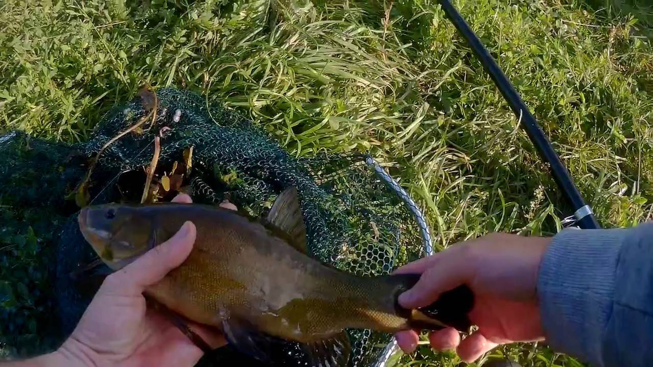 Ловля линя на поплавочную удочку - рыбалка летом, весной, осенью (видео)