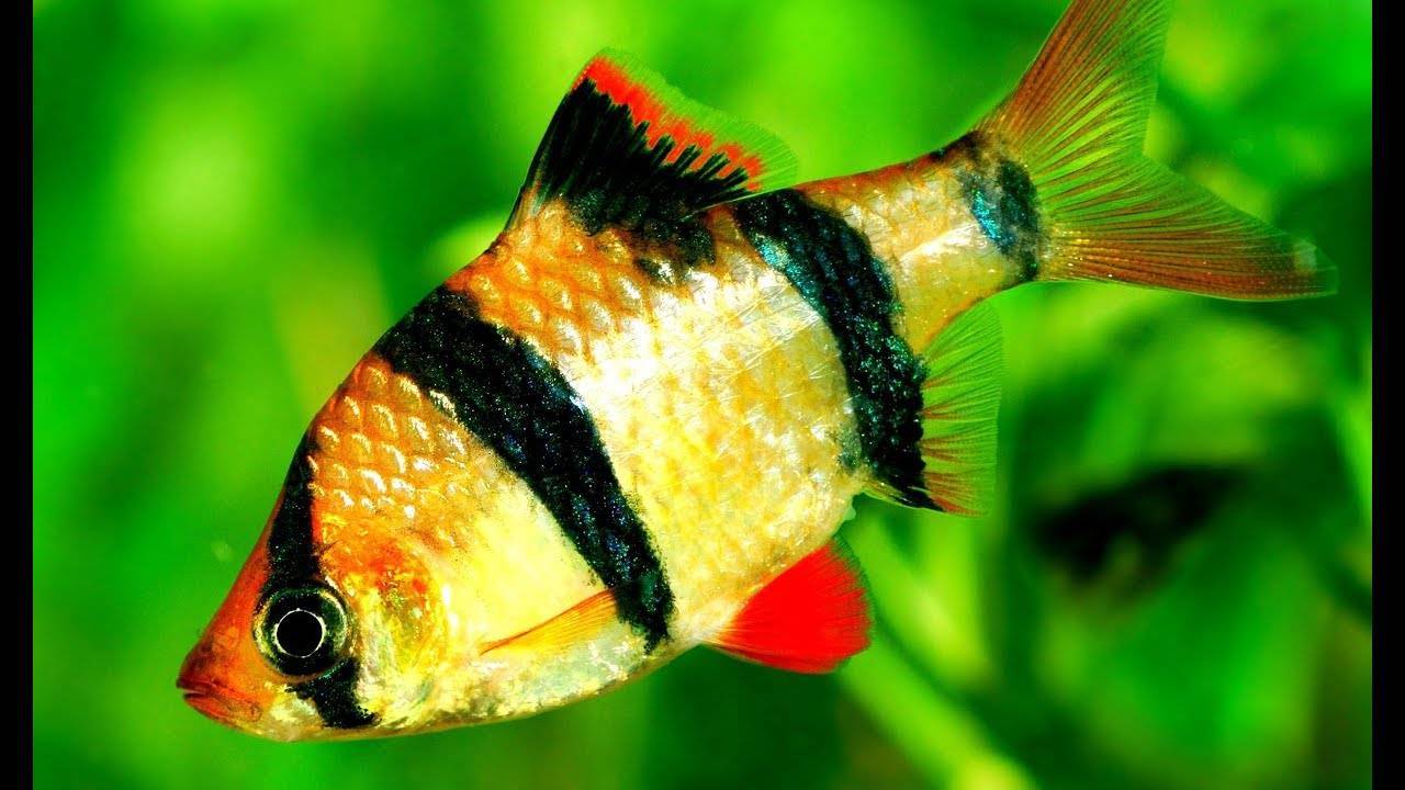 Огненный барбус: фото рыбки, содержание, разведение, совместимость, видео