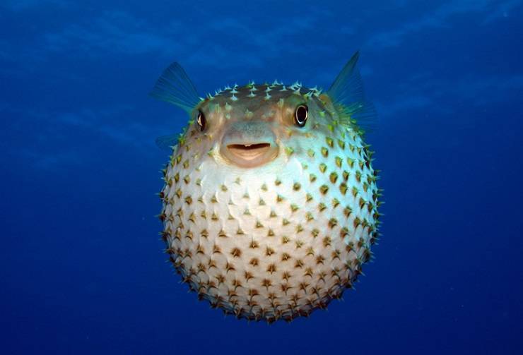 Рыбка-шарик – необычный обитатель вашего аквариума
