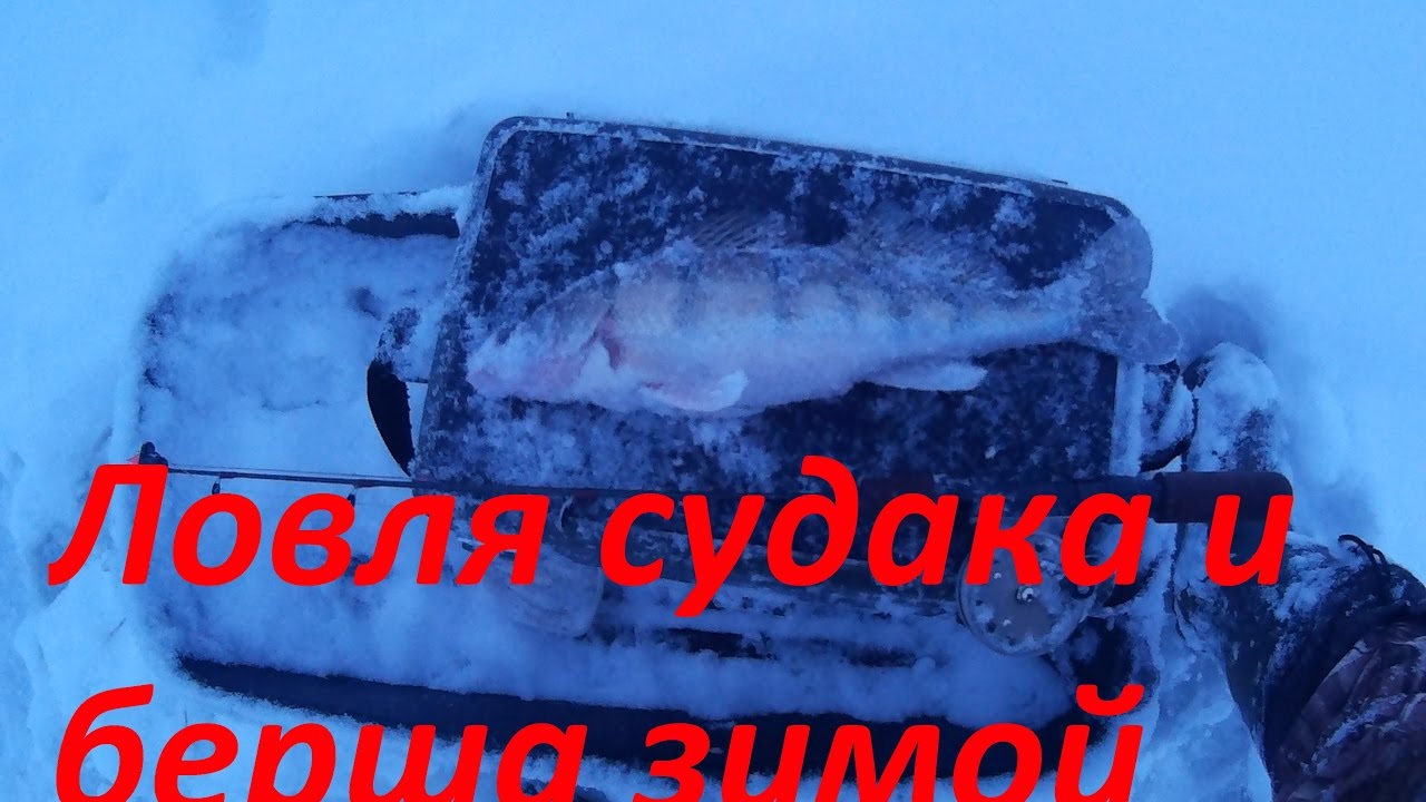 Особенности ловли судака на тюльку зимой