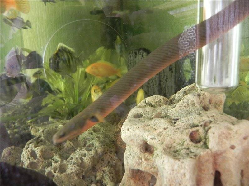 Каламоихт калабарский: аквариумная рыба, похожая на змею