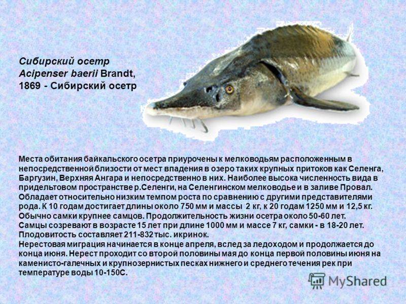 Описание рыбы калуга