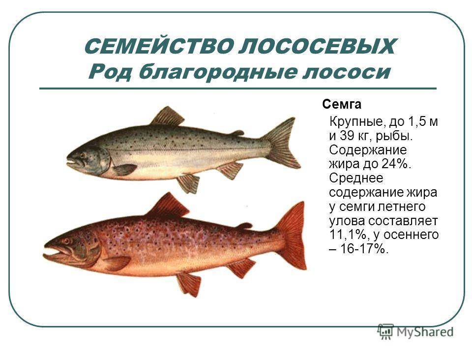 Рыбы тресковых пород