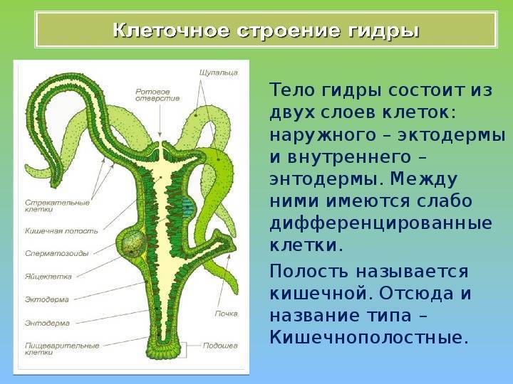 Размножение гидры. гидра — класс гидрозои: органы чувств, нервная и пищеварительная системы, размножение