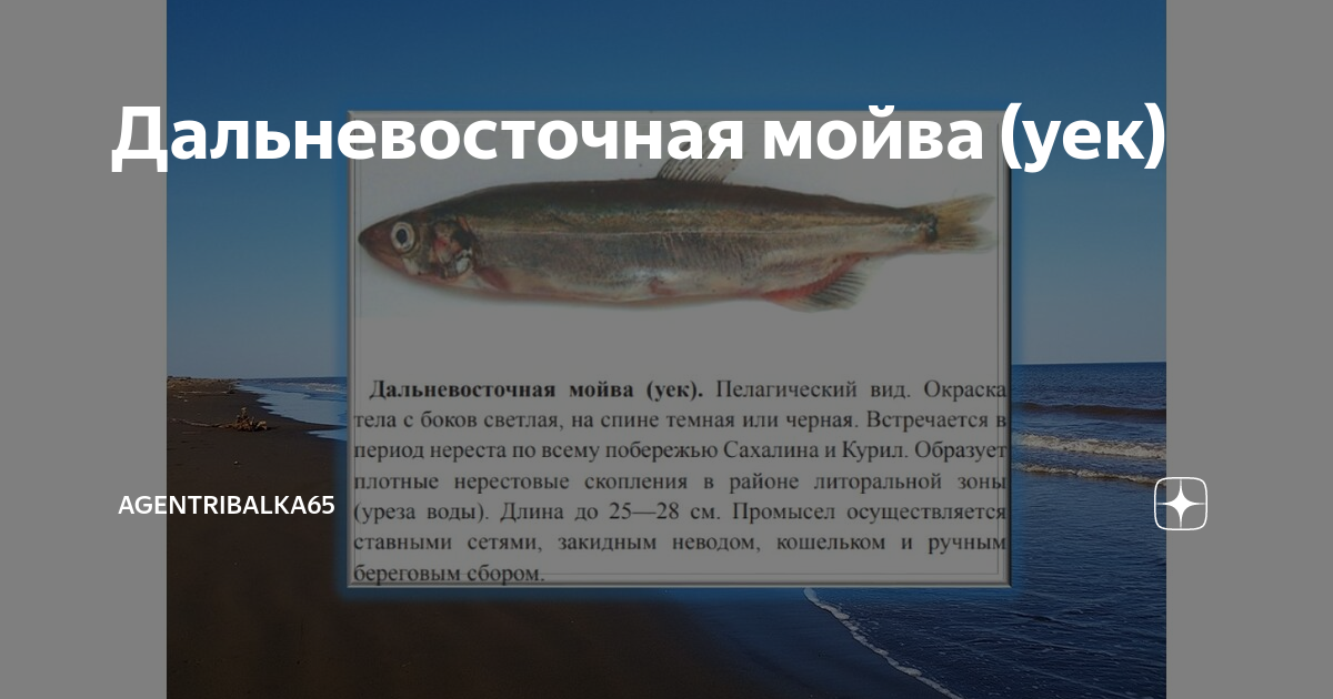 Рыба уёк (мойва): описание, места обитания, хозяйственное значение