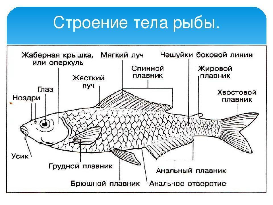 Зарисуйте внешнее строение. Схема внешнего строения рыбы. Наружнеестрление рыбы. Костные рыбы внешнее строение схема. Описать внешнее строение рыбы.