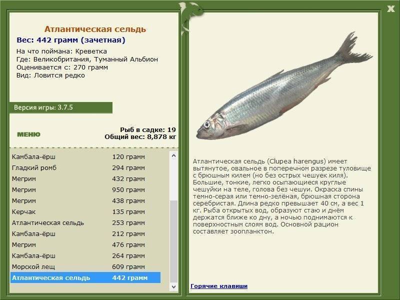 Сельдь - какая рыба, описание и фото, ареал, ловля и повадки сельди