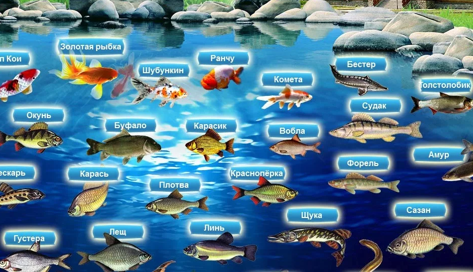 Какая рыба в прудах. Породы рыб разводимые в прудах. Рыбы в пруду название. Рыбы живущие в пруду названия. Название рыб которые водятся в прудах.