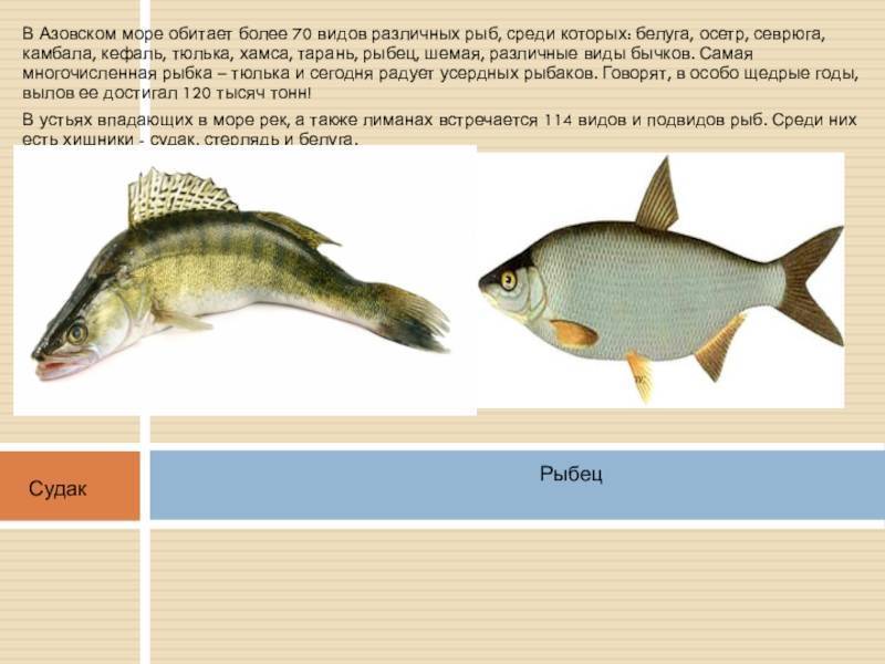 Шамайка - царская рыба: места обитания, ловля, отзывы