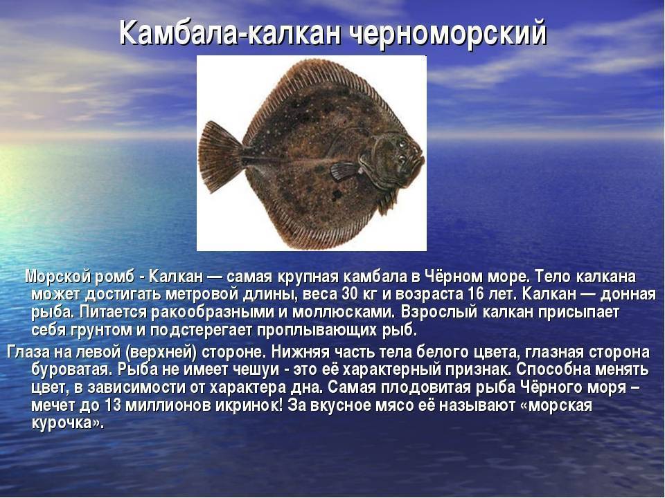 Крупные рыбы черного моря названия