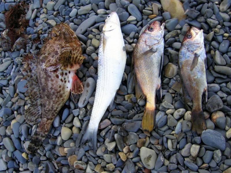 Кто водится в азовском море, особенности рыбалки