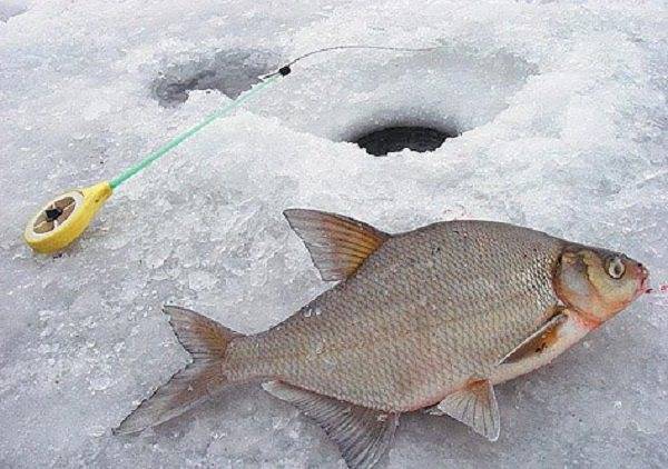 Ловля леща зимой: снасти, технология лова и места обитания рыбы