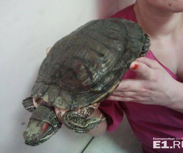 Сколько живут красноухие черепахи в аквариуме?