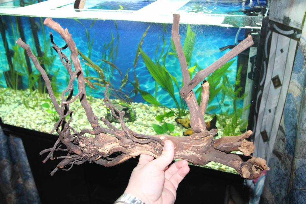Коряга для аквариума: какое дерево выбрать, инструкция и как закрепить