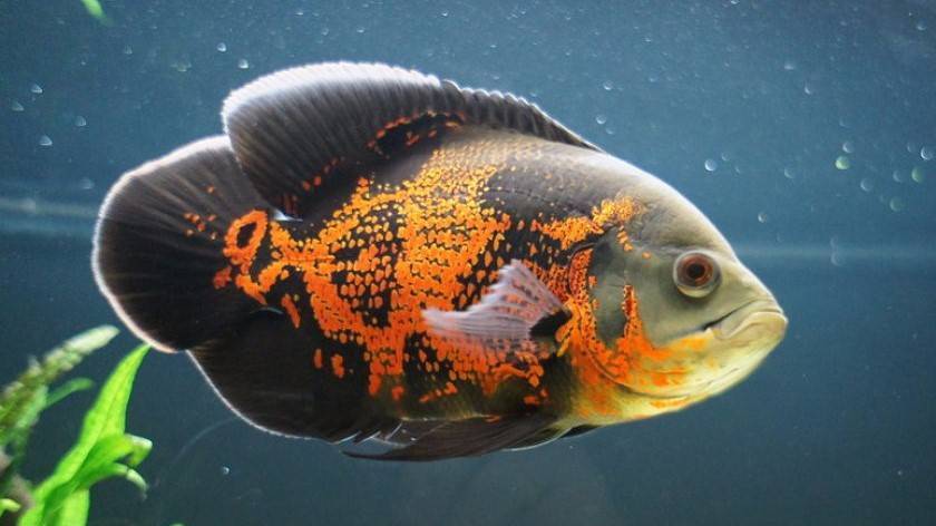 Описание астронотуса: содержание и уход, совместимость с другими рыбами в аквариуме
