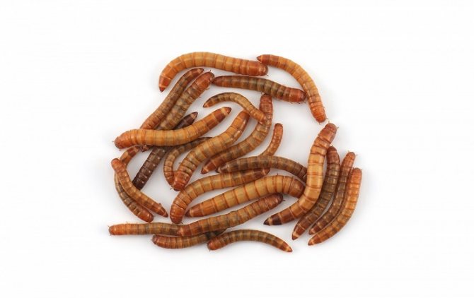 Как разводить и выращивать мучных червей для кур