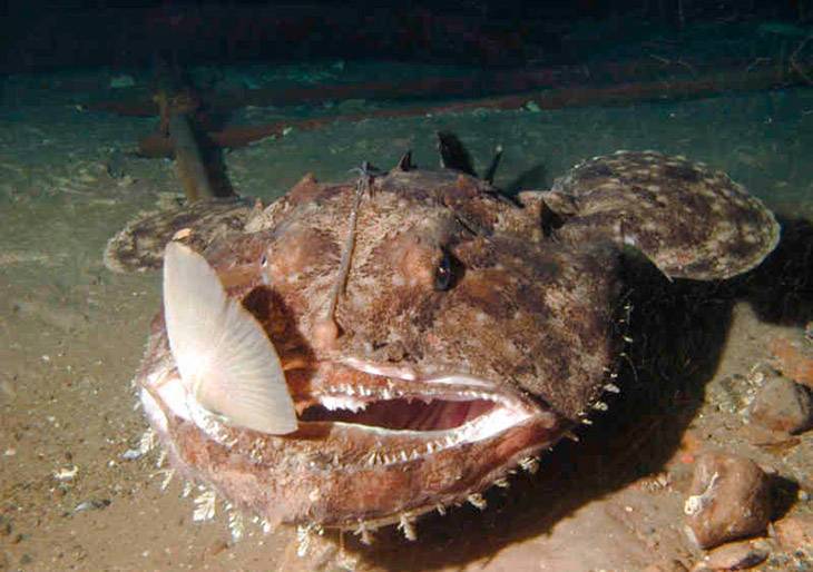 ?морской чёрт» — жизненный цикл рыбы глубоководный удильщик