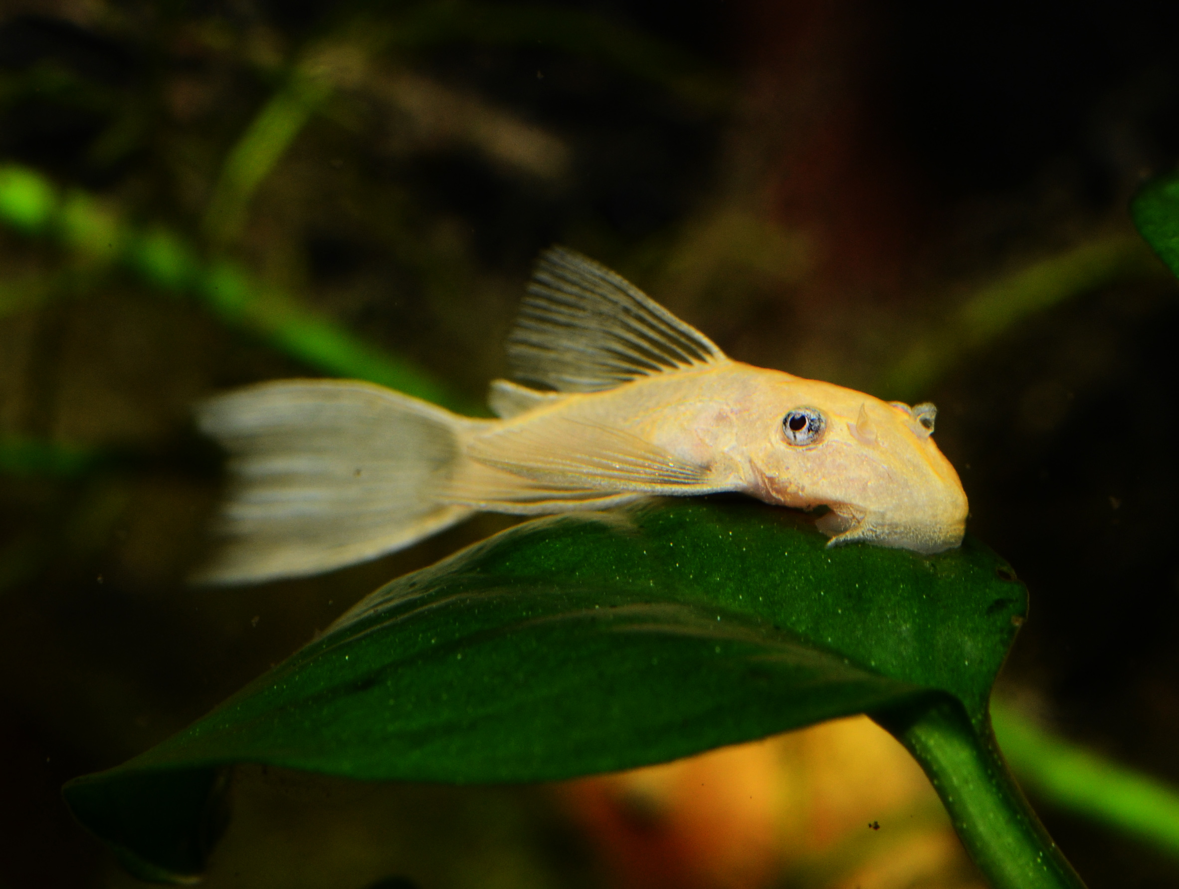 Золотистый сомик аквариумный фото и описание