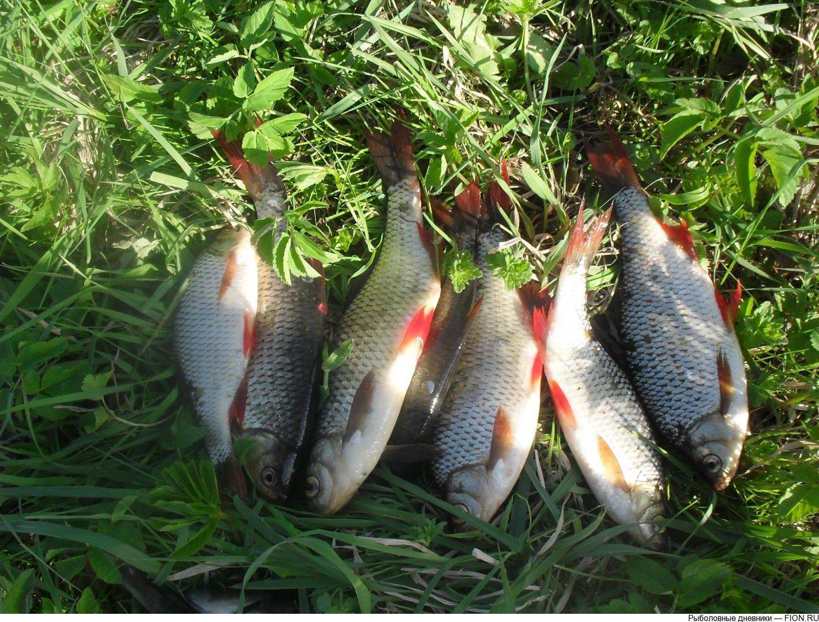 Нерестовый запрет 2020 в тверской области ⋆ рыбалка на иваньковском водохранилище