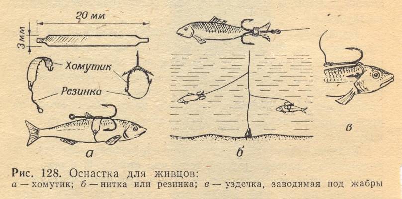 Как ловить щуку? как ловить щуку на живца - советы рыбаков