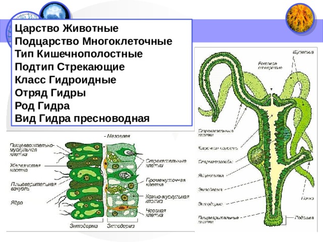 Рисунок пресноводной гидры