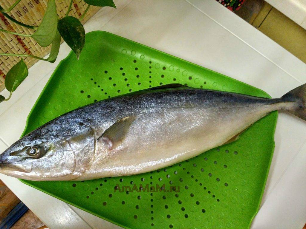 Лакедра: что это за рыба, описание, рецепты приготовления в духовке, отзывы о блюдах
