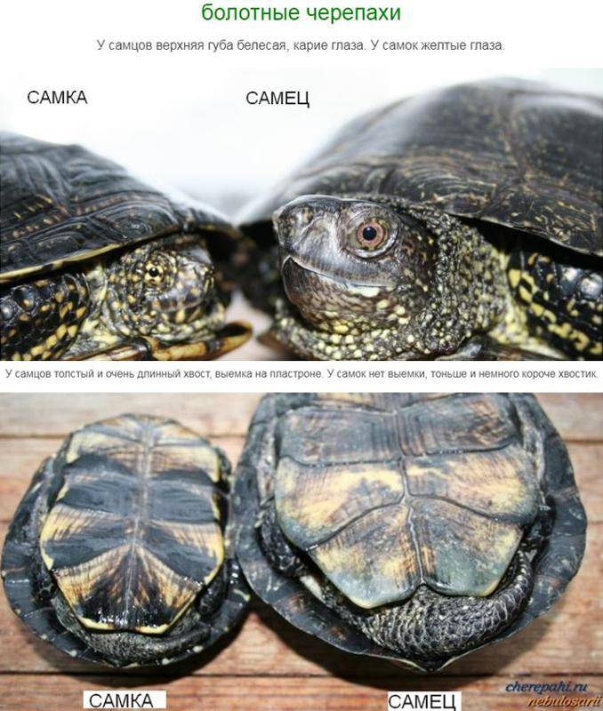 Сколько живут черепахи разных видов?